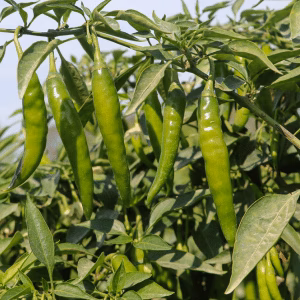 Green Chillies