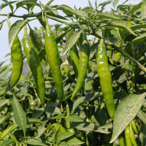 Green Chilli
